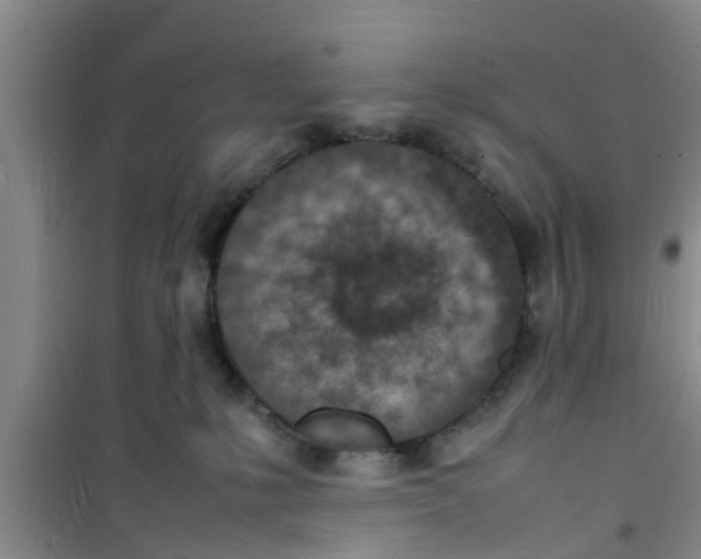 X0000100980231200807221240