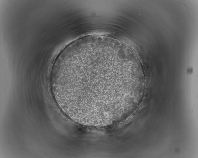 X0000100980337200807221238