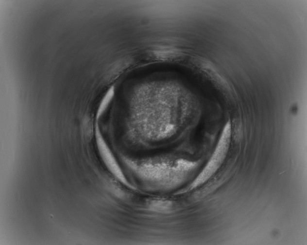 X0000100980471200807221237