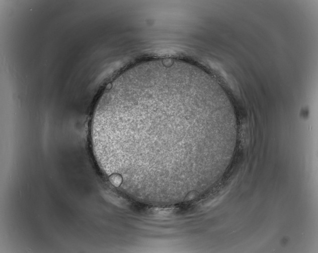 X0000100980495200807221237