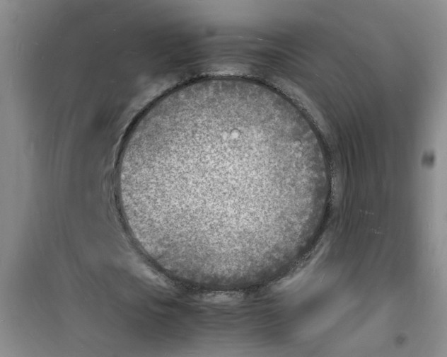 X0000100980721200807221232