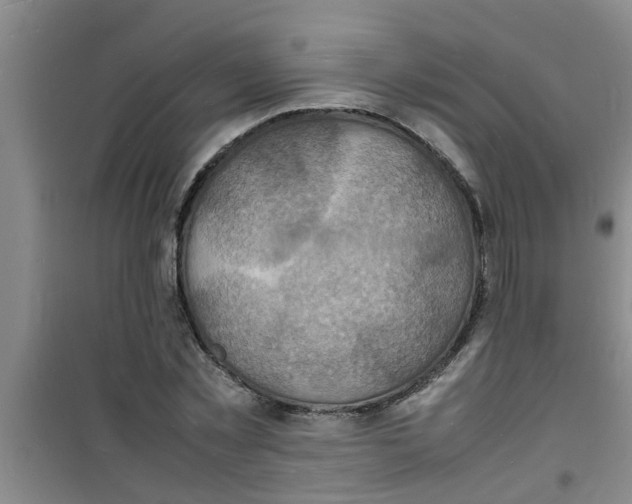 X0000100980781200807221232