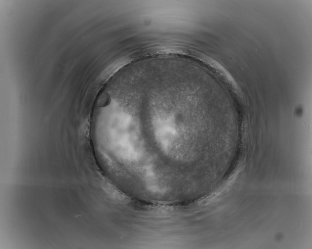 X0000100980785200807221232