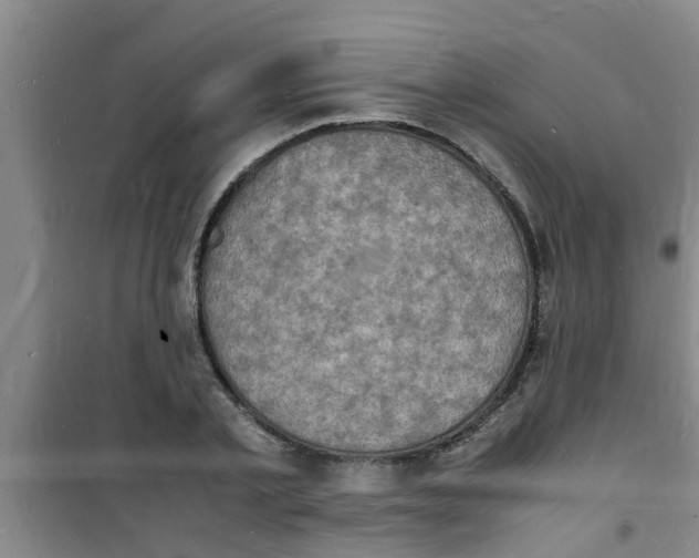 X0000100980789200807221232