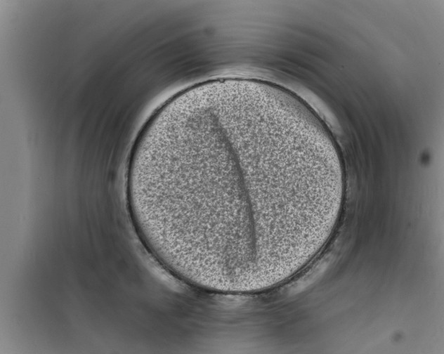 X0000100980854200807221232