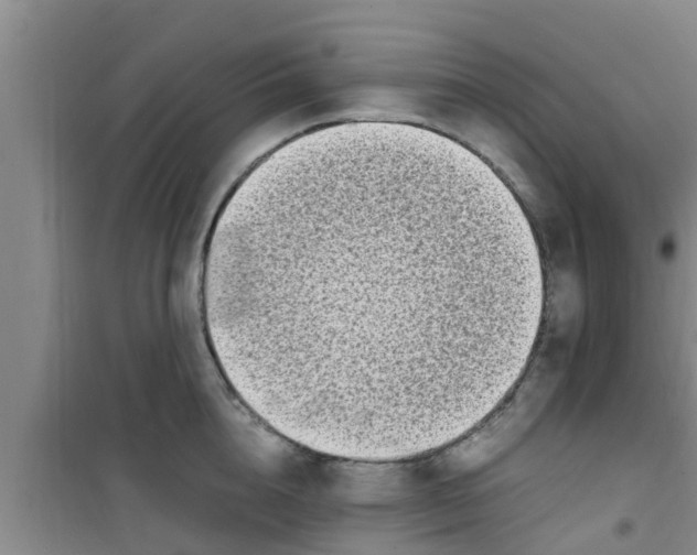 X0000100980856200807221232