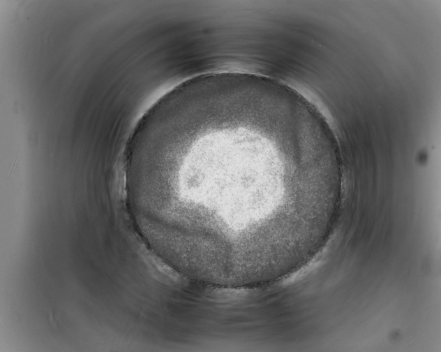 X0000100980925200807221230