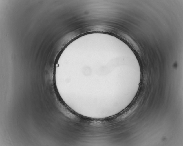 X0000100980938200807221230