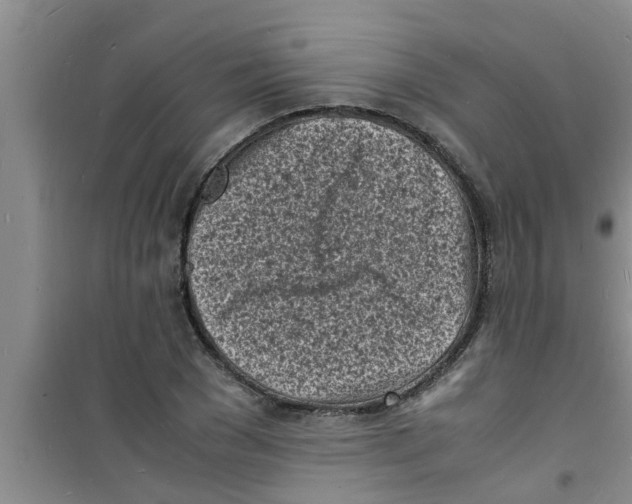 X0000100980977200807221229