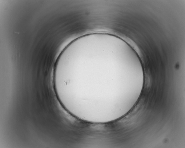 X0000100981006200807221229