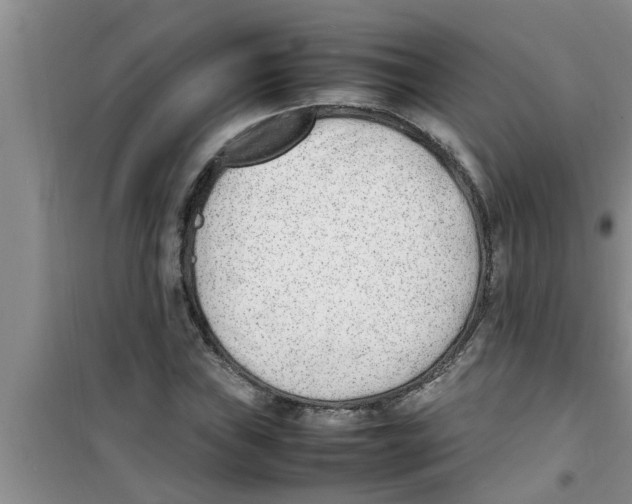 X0000100981019200807221228