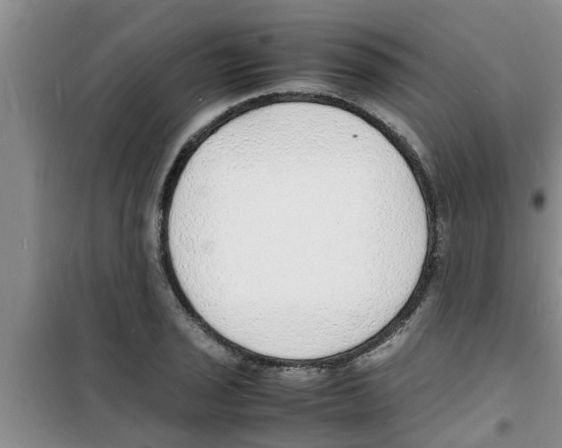 X0000100981029200807221228