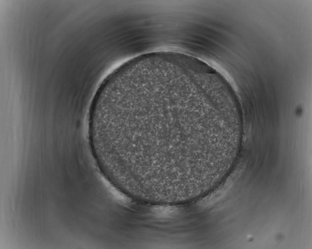 X0000100981037200807221228