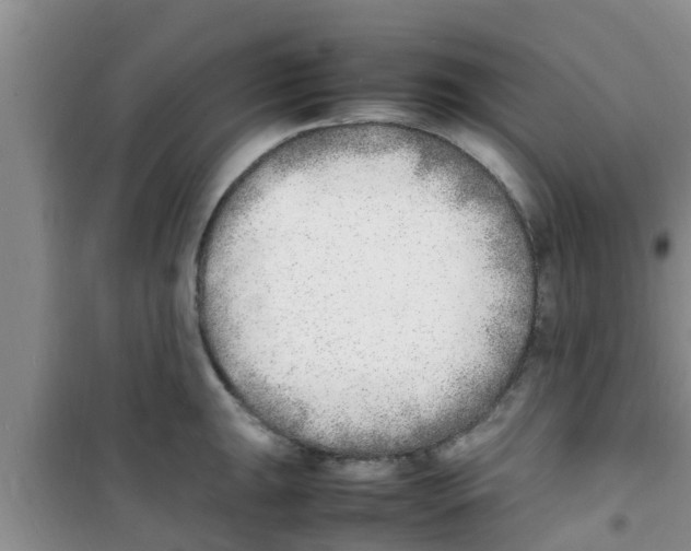 X0000100981047200807221229