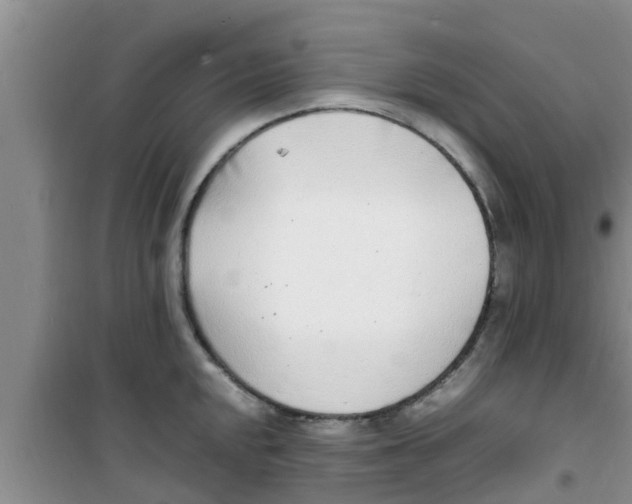 X0000100981048200807221229