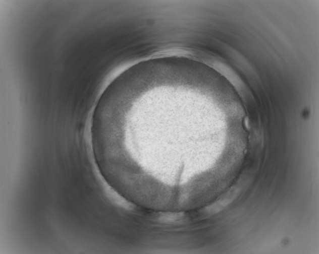 X0000100981055200807221229