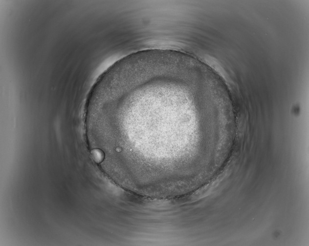 X0000100981071200807221228