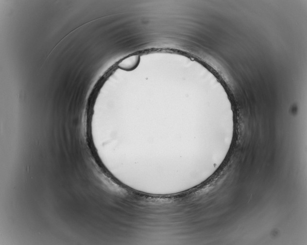 X0000100981076200807221228