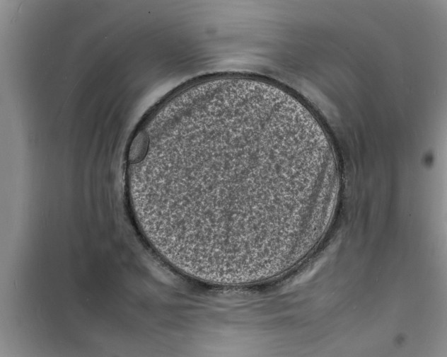 X0000100981077200807221228