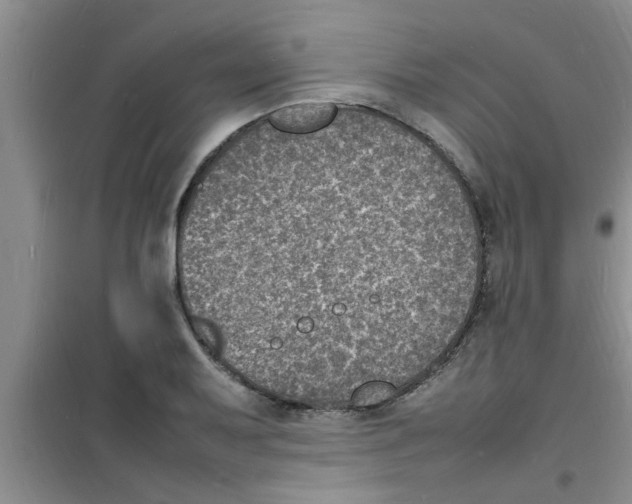 X0000100981079200807221228