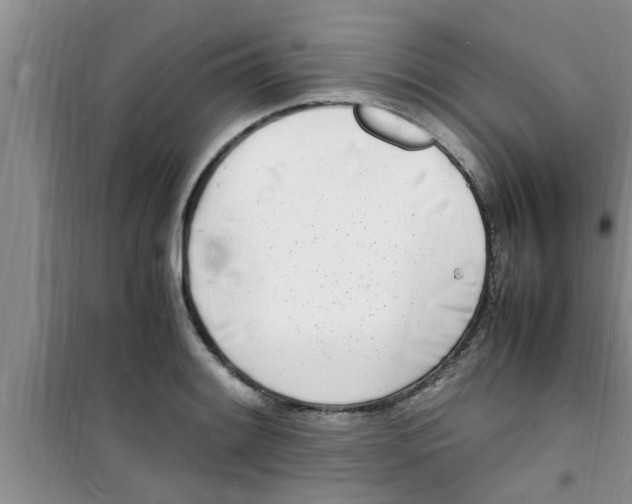 X0000100981084200807221228