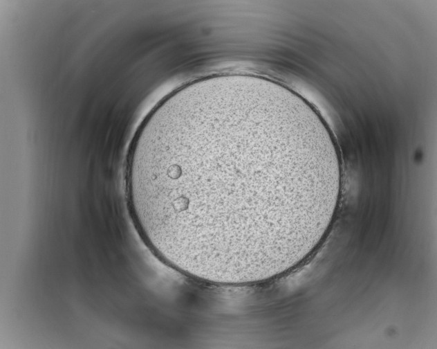 X0000100981090200807221228