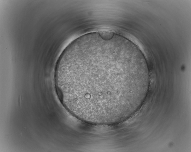 X0000100981091200807221228