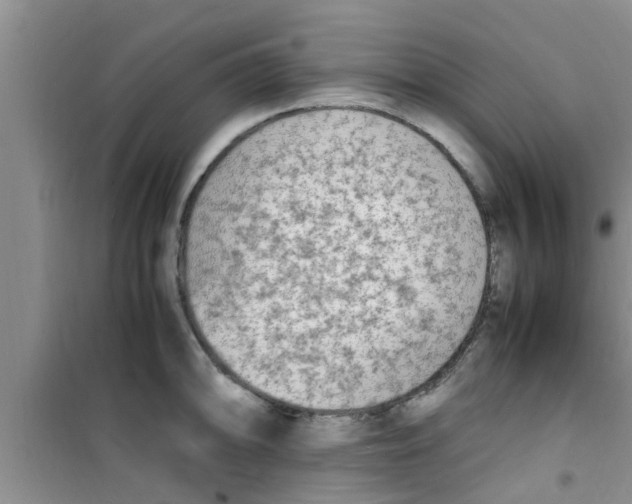 X0000100981094200807221227