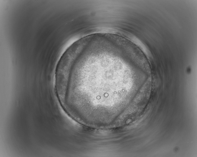 X0000100981095200807221227