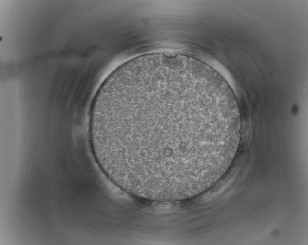 X0000100981099200807221227