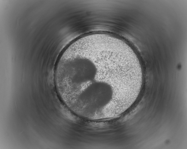 X0000100981121200807221227