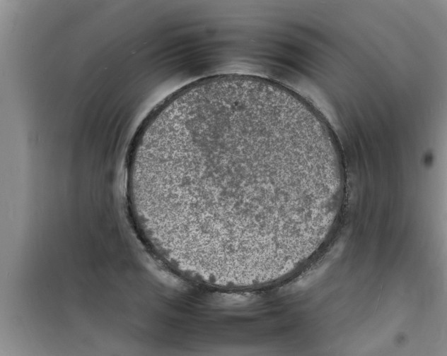 X0000100981125200807221227