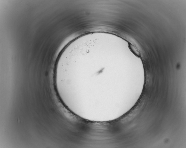 X0000100981138200807221227