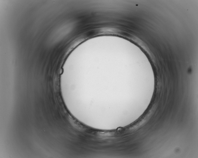 X0000100981145200807221227