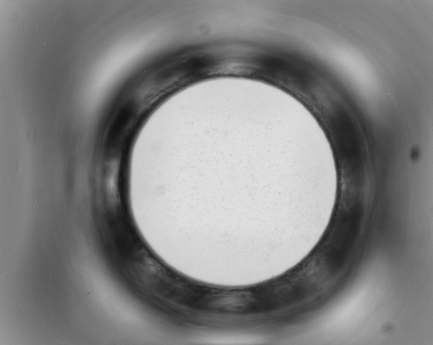 X0000100981150200807221227