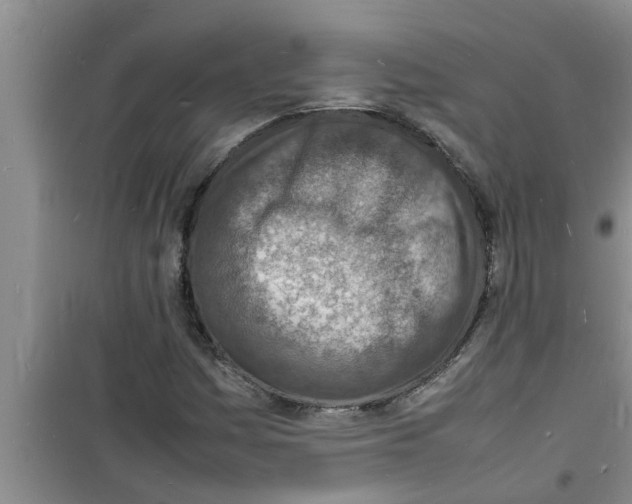 X0000100981161200807221226