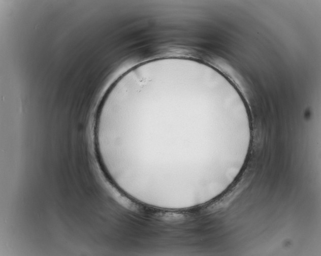 X0000100981235200807221226