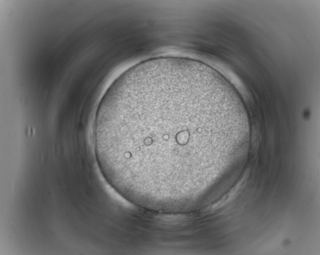 X0000100981247200807221226