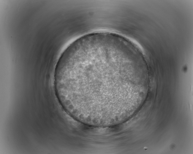 X0000100981279200807221225