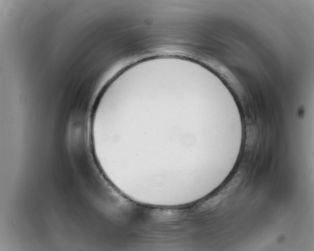 X0000100981286200807221225