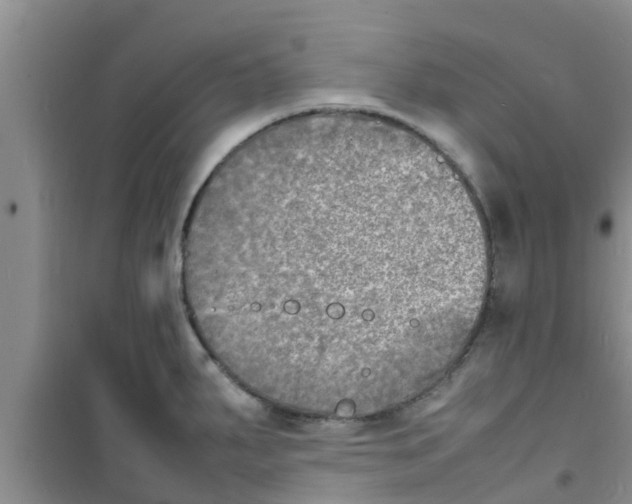 X0000100981287200807221225