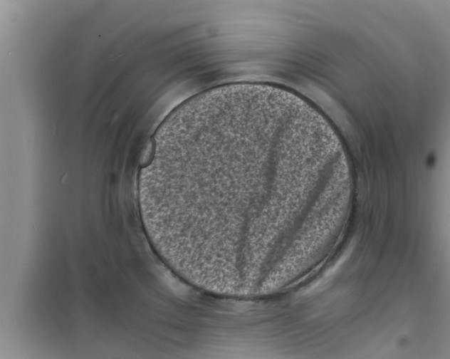 X0000100981289200807221225