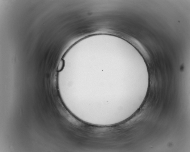 X0000100981292200807221225