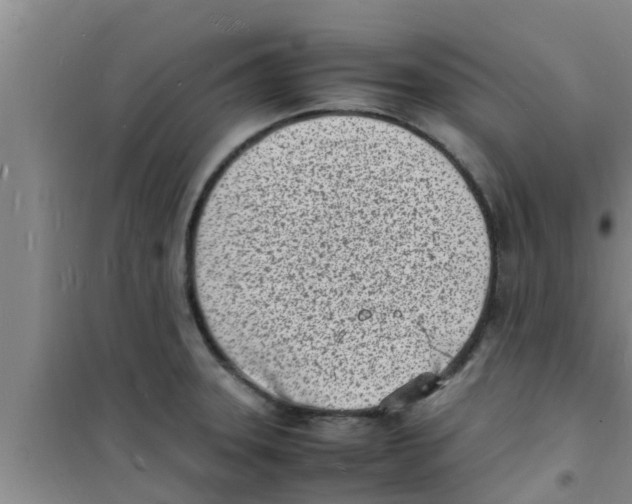 X0000100981331200807221224