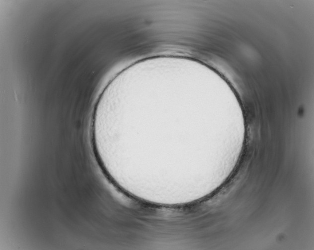 X0000100981379200807221223