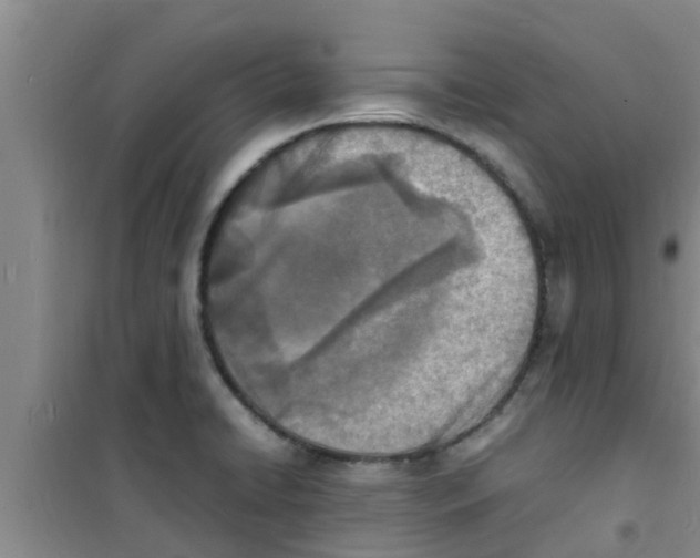 X0000100981422200807221223