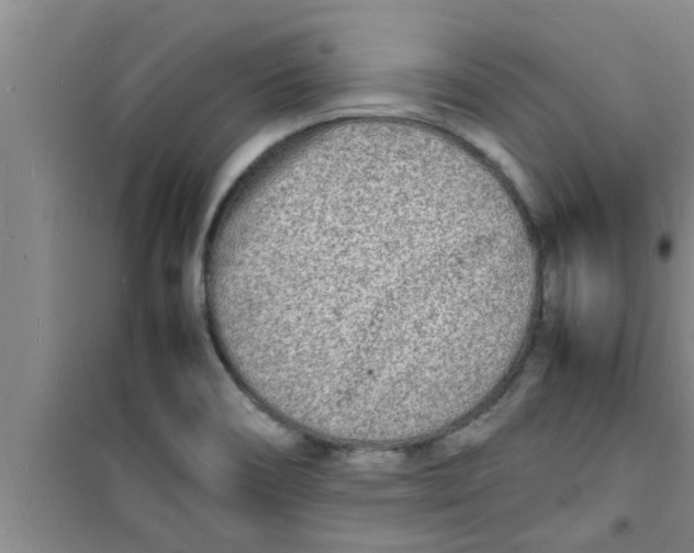 X0000100981466200807221222