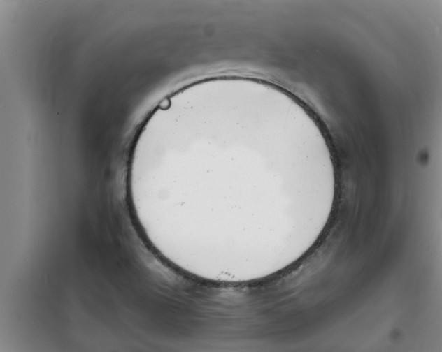 X0000100981504200807221221