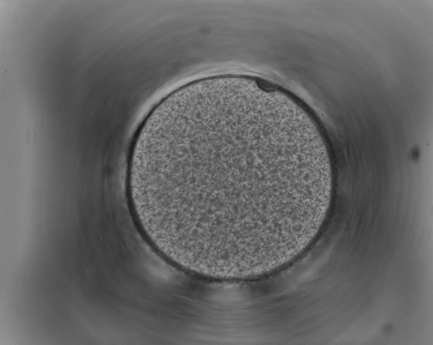 X0000100981508200807221221