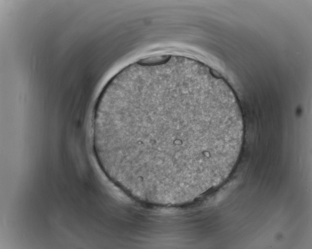 X0000100981522200807221221